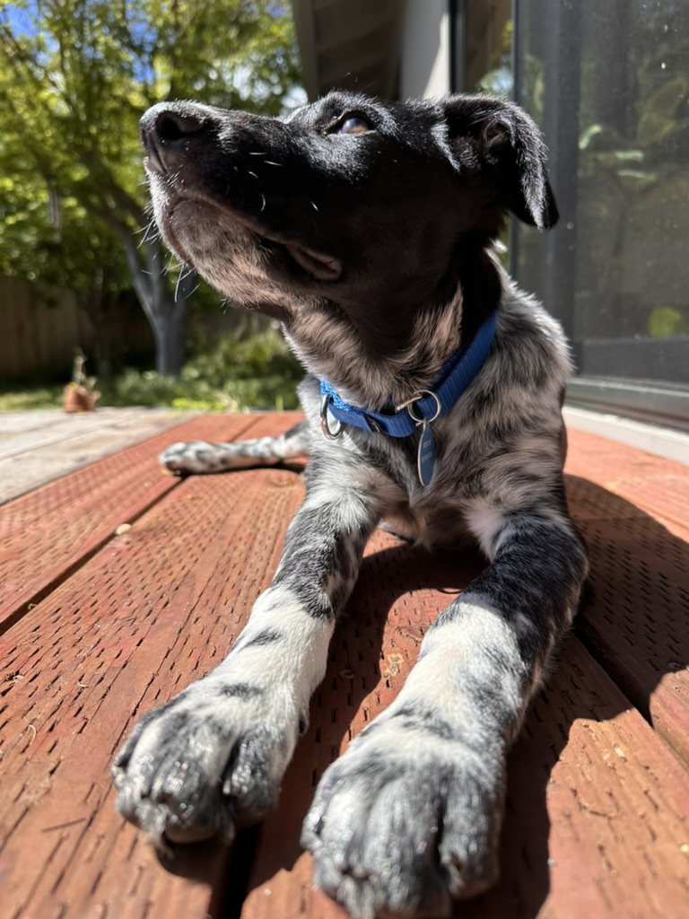 Cosmo, Tracy's rescue dog, lounging on a sunny deck